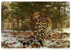 Самка дальневосточного леопарда Дуня (Leo 5F). Снимок с фотоловушки