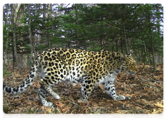 Самка дальневосточного леопарда Дуня (Leo 5F) на «Земле леопарда»