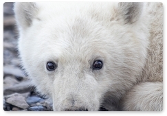 Завершён первый этап съёмок документального фильма о белых медведях