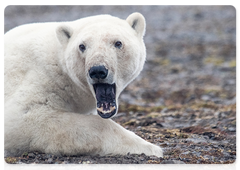 Filming the Medvezhy Ugol (The Polar Bear’s Corner) documentary. Photo by Maxim Pervakov