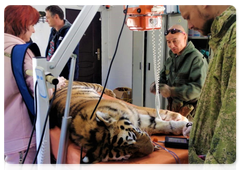 Специалисты провели плановый ветеринарный осмотр тигра Росомахи