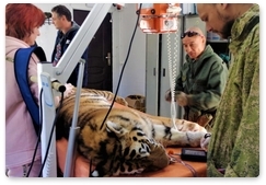 Специалисты провели плановый ветеринарный осмотр тигра Росомахи