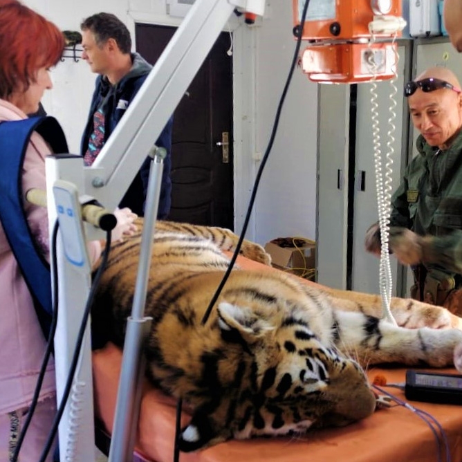 Росомахе нанёс многочисленные тяжёлые травмы взрослый тигр