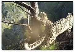 Sayano-Shushensky Biosphere Reserve gets new data on a family of snow leopards