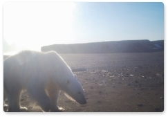 Необычные кадры с белым медведем попали в объектив фоторегистратора