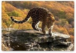 В приморском нацпарке зафиксирована новая самка леопарда