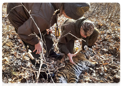 Experts sedated the cub and released it from the trap