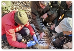 Tiger cub released from trap in Primorye Territory