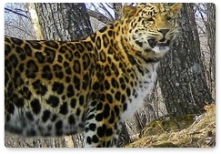 Ещё один дальневосточный леопард в приморском нацпарке получил имя