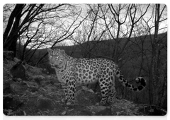 Имя для леопарда выбрала жительница Москвы Ольга Соломаха в рамках программы «Хранитель леопарда»