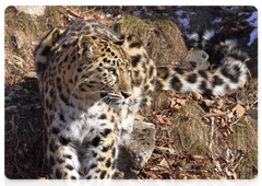 Female Far Eastern leopard Leo 208F