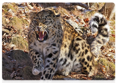 Сезон фотосъёмок на «Земле леопарда» открыт с ноября по апрель