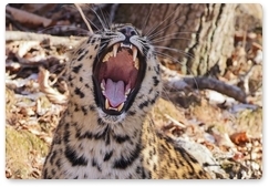 В Приморье получены новые фотографии новой самки дальневосточного леопарда