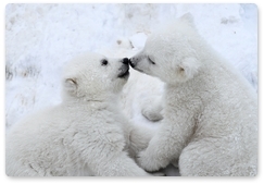 29 декабря – День рождения белого медведя