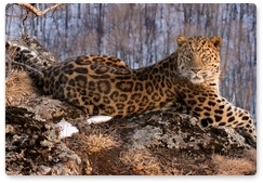 Sergei Ivanov speaks about the Far Eastern leopard preservation programme