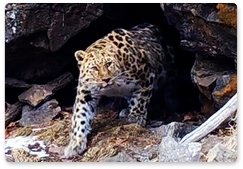 Camera traps capture a Far Eastern leopard's meal