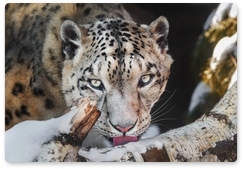 Severtsov Institute of Ecology and Evolution scientists share 2020 snow leopard monitoring results