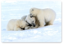 Researcher talks about plans for expeditions to study polar bears this year