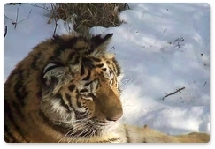 Tiger Day at Russia’s Primeval Nature festival on 26 March