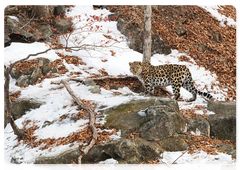 Фотографы запечатлели редчайших леопардов в Приморье