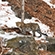 Дальневосточный леопард. Фото Светланы Горбатых
