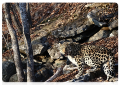 Дальневосточный леопард. Снимок Сергея Тимофеева