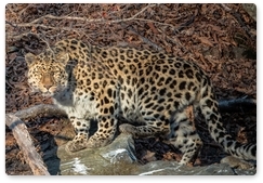 Фотографы запечатлели в Приморье редчайших леопардов