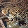 Дальневосточный леопард. Фотография Юлии Ворониной