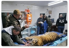 Tiger cub Rosomakha makes progress in recovery