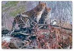 Семья из четырёх леопардов попала на видео в Приморье