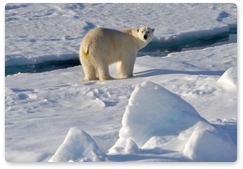 Учёные прибыли в нацпарк «Русская Арктика» для изучения белого медведя