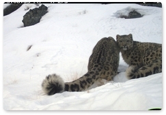 New pictures of snow leopards retrieved from camera traps in Sayano-Shushensky Biosphere Reserve