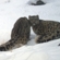 The snow leopard cubs’ first winter went well for them