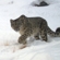 They were born in 2020 to a female snow leopard that had been brought to the reserve from Tajikistan