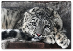 Republic of Altai celebrates Snow Leopard Day on 26 May
