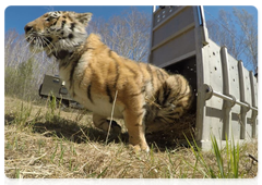 Sanda the tigress released into the wild