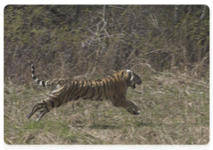 Sanda the tigress released into the wild