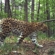 Фотоловушки нацпарка «Земля леопарда» сняли краснокнижную кошку по имени Грация с новыми котятами