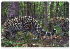 At this age, leopards often move around their hunting grounds with their mother and learn hunting skills
