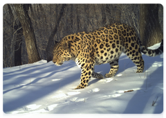 Leo 168M lives in the southern part of Land of the Leopard National Park, in the valley of the Tsukanovka River not far from the Chinese border