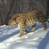 Leo 168M обитает в южной части нацпарка «Земля леопарда» в долине реки Цукановка неподалёку от границы с Китаем