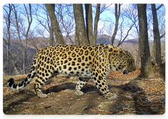 The leopard has been spotted by several camera traps for two years now