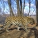 Леопард фиксируется сразу несколькими фотоловушками уже в течение двух лет