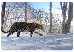 На большинстве снимков леопард Виктор находится в движении, активно исследуя свою территорию