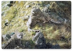 Trail cameras show snow leopard cubs playing in Sayano-Shushensky Biosphere Reserve