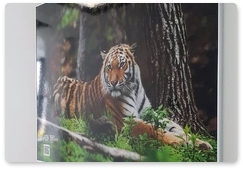 Updated photo exhibition of Amur tigers goes on display at Vladivostok International Airport