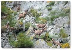 Results of spring-time Siberian ibex counting summed up