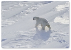 Завершился второй этап проекта «Хозяин Арктики–2021»
