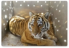 Отловленную в Приморье тигрицу вернули в тайгу