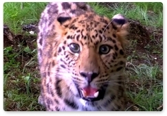 В нацпарке «Земля леопарда» на видео попал новый дальневосточный леопард
